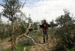 المستوطنون يحطمون عشرات الأشجار في حوارة