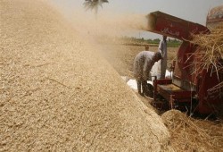 “السيسي” يخطط لوقف زراعة القمح