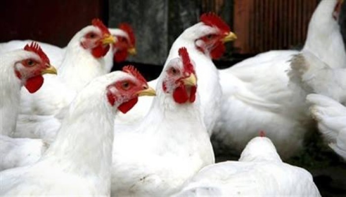 25 جنيها سعر كيلو الدواجن.. وكرتونة البيض تسجل 36 بالأسواق