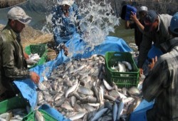 نظام السيسي يُقر نظام ضريبي جديد على صيد الأسماك