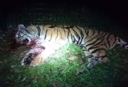 بعد مطاردة نمر وقتله بالرصاص.. الشرطة الفرنسية تبحث عن 50 قرداً في باريس