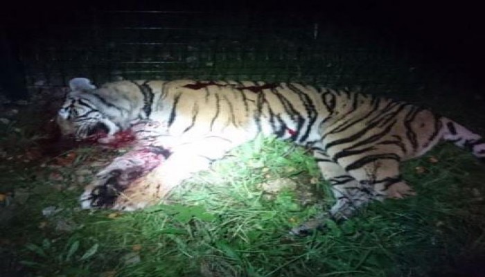 بعد مطاردة نمر وقتله بالرصاص.. الشرطة الفرنسية تبحث عن 50 قرداً في باريس