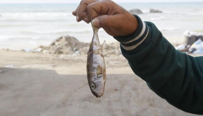 سمكة "النفيخة" السامة تغزو شواطئ لبنان