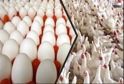 25 جنيها سعر كيلو الدواجن والبيض بـ 39 للكرتونة