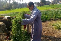 كارثة.. برلمان الانقلاب يقرر خفض مساحة زراعة الأرز.. وخبراء: ثلث الدلتا ستبور