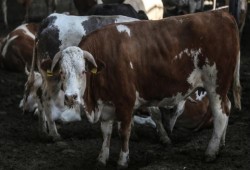 جنوب إفريقيا.. بقرة سمّمتها أفعى تودي بالعشرات إلى المستشفيات