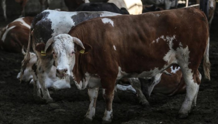 جنوب إفريقيا.. بقرة سمّمتها أفعى تودي بالعشرات إلى المستشفيات