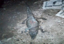 العثور على تمساح في ترعة بالدقهلية