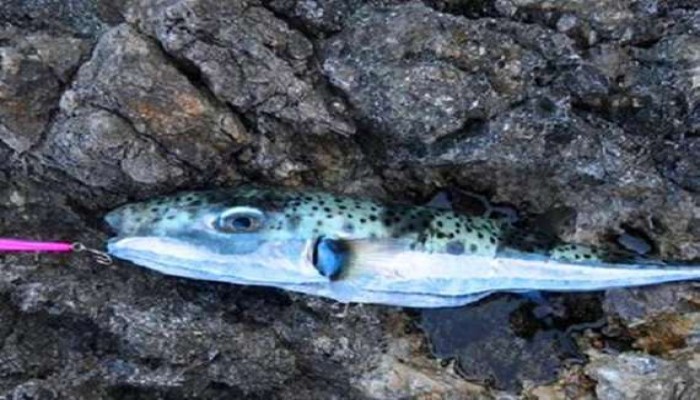 "السمكة القاتلة" تهدد سكان مصر و7 دول