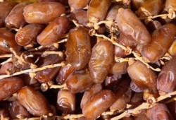 ذعر في الدنمارك بسبب "تمر إيراني"