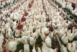 26 جنيها سعر كيلو الدواجن في الأسواق
