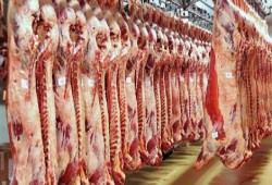 نقيب الجزارين: 130 جنيها سعر كيلو اللحوم ونعاني من الكساد