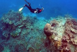 علماء: الشعاب المرجانية تبدأ بالتحلل قبل نهاية القرن