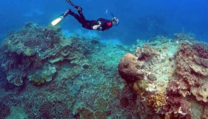 علماء: الشعاب المرجانية تبدأ بالتحلل قبل نهاية القرن