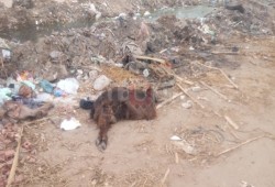 الحيوانات النافقة.. كارثة تهدد حياة 300 ألف مواطن بالشرقية