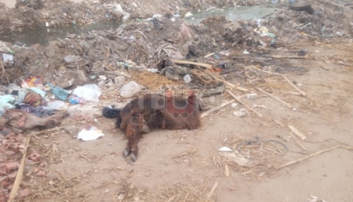 الحيوانات النافقة.. كارثة تهدد حياة 300 ألف مواطن بالشرقية