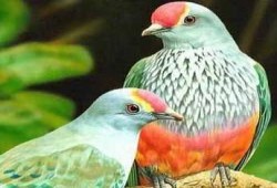 هنا تظهر معادن الأزواج