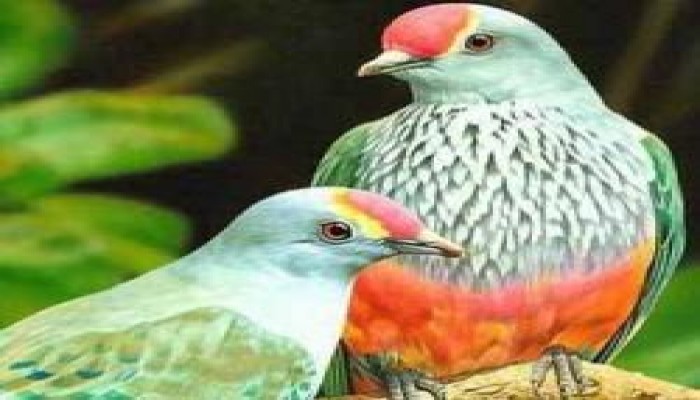 هنا تظهر معادن الأزواج