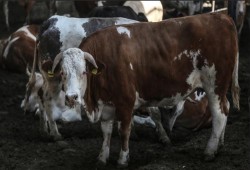 3200 بقرة تصل قطر بحرا لمواجهة تداعيات "الحصار"