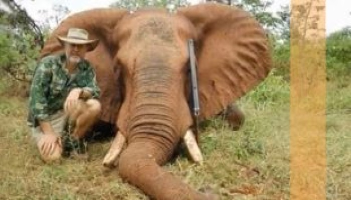 فشل فيل | قصة ملهمة عن البرمجة السلبية