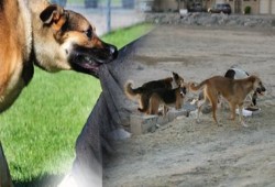 في عهد الانقلاب: الكلاب الضالة عقرت حوالي مليون ونصف مواطن خلال 4 سنوات