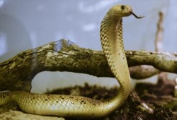 دراسة حديثة: سم "الأفعى المجلجلة" بديلاً للمضادات الحيوية