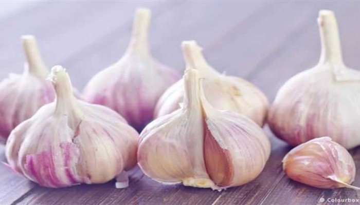 مزارعو المنيا يتلفون 40 ألف فدان بصل وثوم