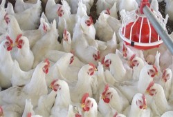 28 جنيها سعر كيلو الدواجن بالأسواق