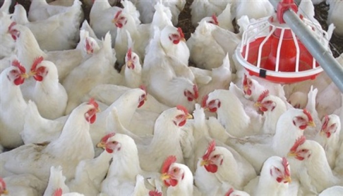 28 جنيها سعر كيلو الدواجن بالأسواق