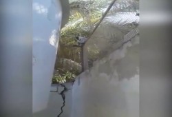 ظهور نسانيس في بورتوفيق بالسويس (فيديو)