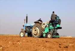 خشية اندثارها.. تركيا تزرع بذور قمح سورية