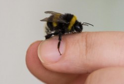 شركة تركية تصدر النحل الطنان لغرض تلقيح أزهار الخضروات طبيعيا