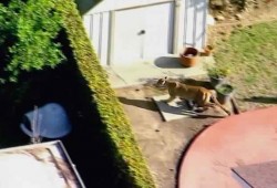 لبؤة تتجول بساحات منازل كاليفورنيا (صور)