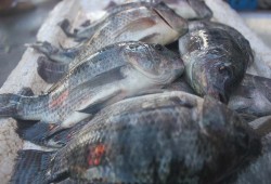 أسعار الأسماك واللحوم في الأسواق.. اليوم