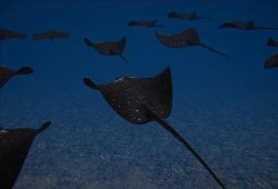 "سمك الشبح".. سلاح تتفرد به تركيا لتدمير السفن والغواصات