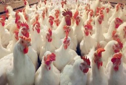ارتفاع أسعار الدواجن.. والكيلو يسجل 30 جنيها