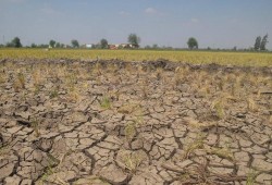 سلطات الانقلاب تحظر زراعة بعض المحاصيل