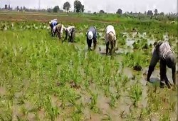 اعتقال مزارعي الأرز .. الانقلاب يلاحق المصريين في أرزاقهم