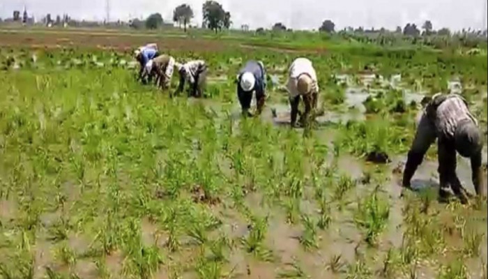 اعتقال مزارعي الأرز .. الانقلاب يلاحق المصريين في أرزاقهم