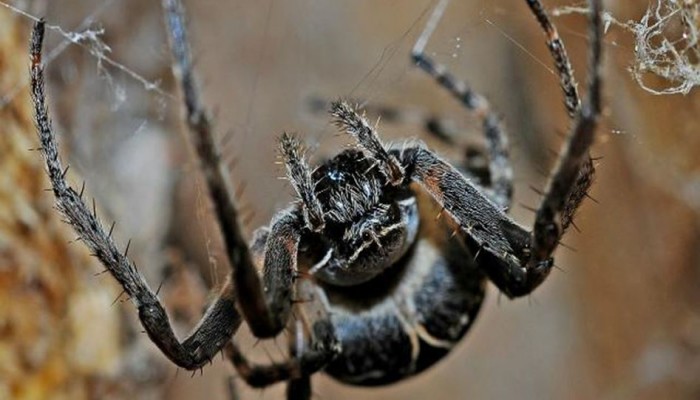 وفاة أكبر عنكبوت في العالم عن 43 عاماً