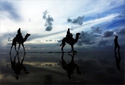 سباقات "الهجن" في الخليج.. "إرث" لم يمحه النفط