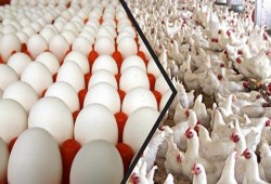 الثروة الداجنة: كرتونة البيض ترتفع 6 جنيهات