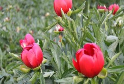 تركيا تعاقب من يقطف "زهرة القمر" بنحو 11 ألف دولار