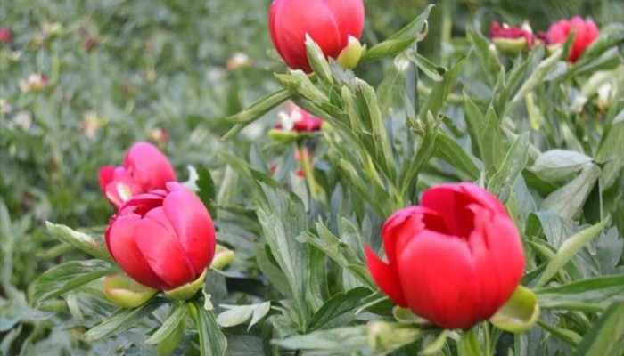 تركيا تعاقب من يقطف "زهرة القمر" بنحو 11 ألف دولار