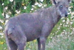 بعد عقرها 12 شخصًا .. أهالى "تونا الجبل" فى المنيا يقتلون "سلعوة"