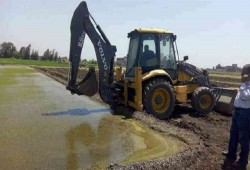 سلطات الانقلاب تحرق 917 مشتل أرز بالمبيدات في 4 محافظات