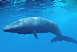 الحوت الأزرق يظهر في مصر.. والبيئة: «ضل طريقه»