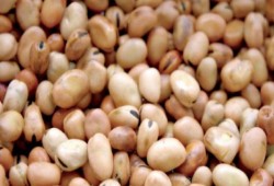 لهذه الأسباب.. السودان يمنع استيراد الفول المصري بنهاية 2018