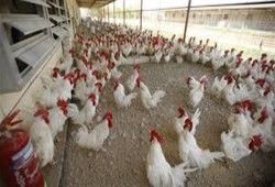 ارتفاع جديد في أسعار الدواجن والبيض