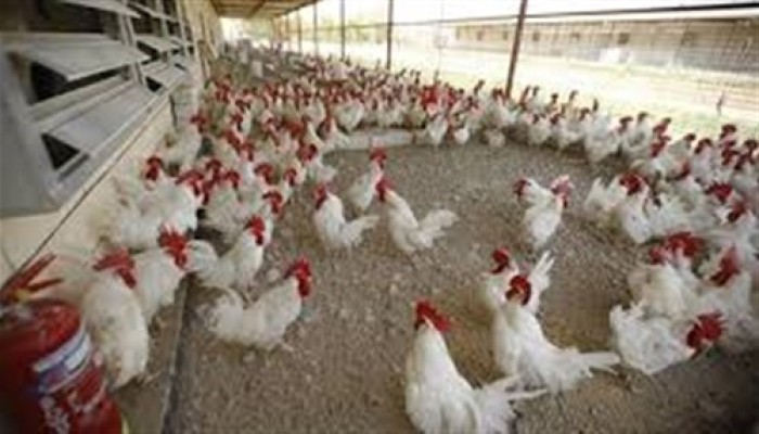 ارتفاع جديد في أسعار الدواجن والبيض